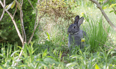 A cute, gray rabbit in a garden