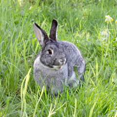 Gray rabbit on the meadow 