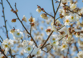 Flowering fruit tree against sky, closeup