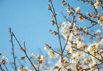 Flowering fruit tree against sky