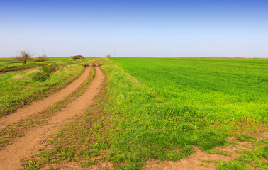 green wheat field and dirt road