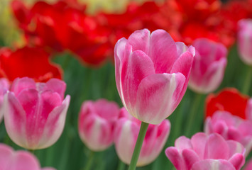 Pink tulip and feild of red tulips