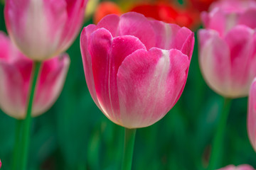 Pink tulip in field