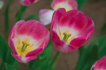 Two pink tulip