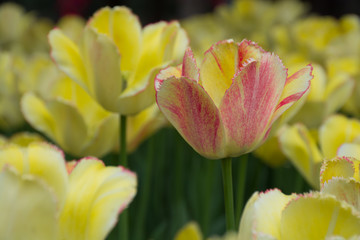 Naklejka premium Yellow tulip closeup - variety Golden Parade