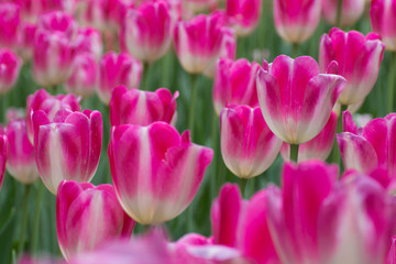 Obraz na płótnie Canvas Field of pink tulips