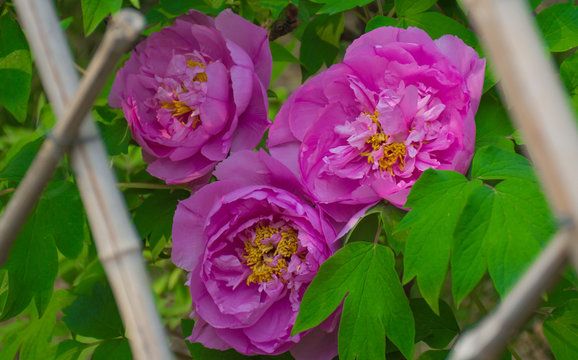 Purple Peony Closeup