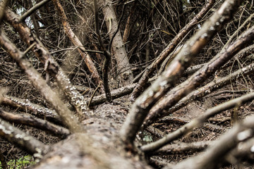 The branches of the fallen dry tree trunk. The spring landscape in the dense forest