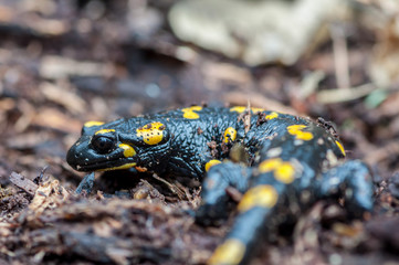 Close-up of a salamander