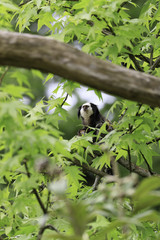 The white-headed marmoset (Callithrix geoffroyi)