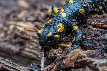 Close-up of a salamander