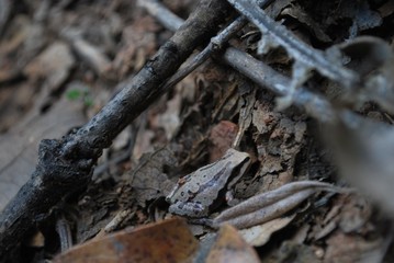 rana gris en suelo de bosque con hojas secas