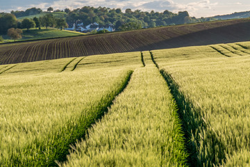 Getreideanbau im Frühjahr