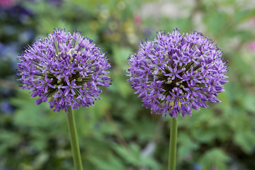 Blooming allium hollandicum in a garden with a green background