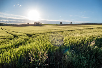 Obstbäume im Feld