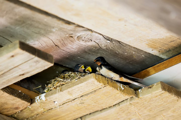 hirondelle et ses petits © fotoeliane