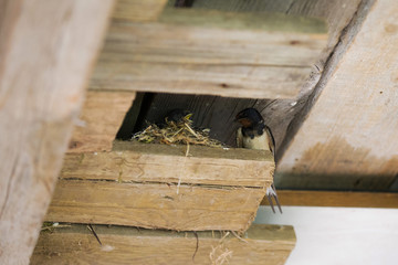 l'hirondelle et son petit © fotoeliane