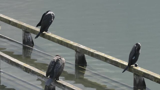cormorani