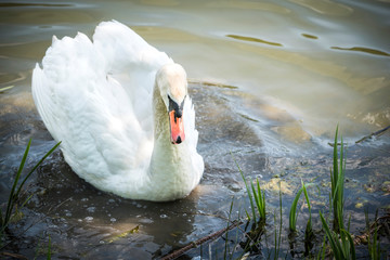 Cloe sup to big male swan in the lake,selective focus and blank space