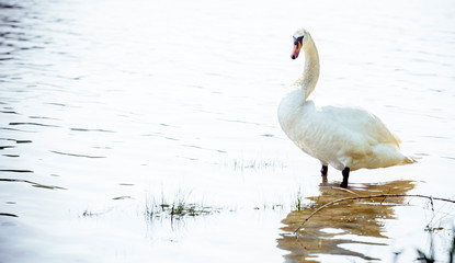 Big white swan standing in the lake,blank space and selective focus