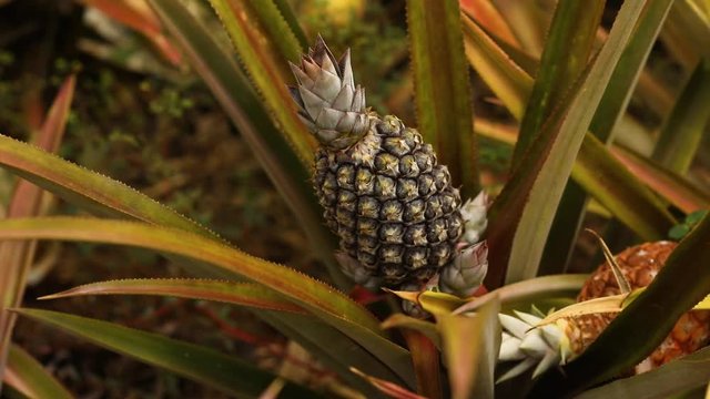 Almost fully grown pineapple waits to be harvested on a plant on a rural farm