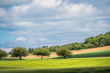 Obstbäume im Feld