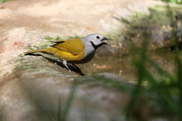 Twittering grey-headed oliveback finch delacourella capistrata from Africa sitting on the ground