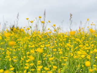 Fototapeta premium Gras im Wind gelbe Butterblume
