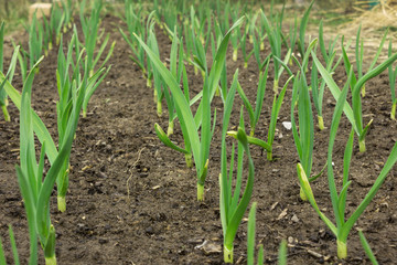 Young green garlic growing from the soil in spring close-up
