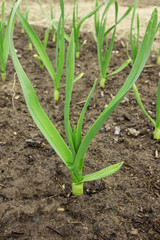 Young garlic in the ground. shoots of young garlic close-up