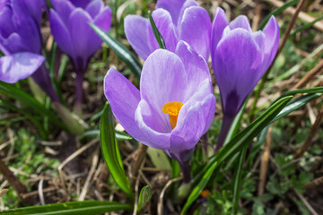 The violet crocuses close-up in the early spring