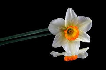 Narcissus flower on black reflective background