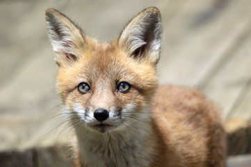 Young fox