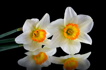 Naklejka na ściany i meble Narcissus flowers on black reflective background