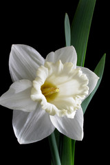 White narcissus flower isolated on black background
