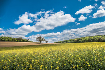 Obraz premium Obstbäume im Feld