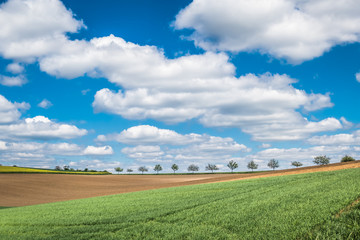 Obstbäume im Feld