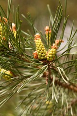 Spring pine cone green needle, pine twig, spring background.