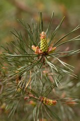 Spring pine cone green needle, pine twig, spring background.