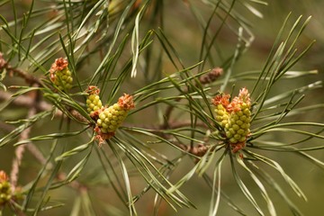 Spring pine cone green needle, pine twig, spring background.