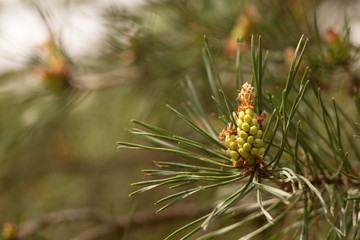 Spring pine cone green needle, pine twig, spring background.