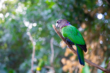 Green Parrot in nature