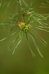 Spring pine cone green needle, pine twig, spring background.
