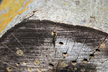 An insect hotel or insect house, is an artificially created nesting and hibernation aid for insects
