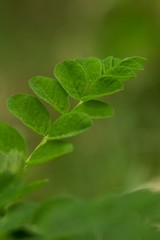 Fototapeta na wymiar Green fern on forest green background.