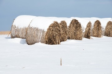 Round Bales in Snow