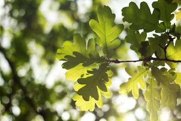 Fresh oak leaves, oak twig, green background.