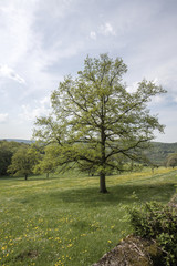 Obraz premium Arbre seul dans la campagne