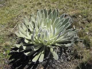 Vegetación tipo frailejon en Chile