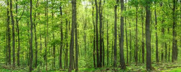 Schöner Laubwald in frischen grünen Laubblättern. Sonnenlicht durchbricht die Baumkrone.